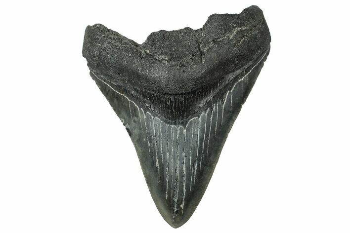 Serrated, Fossil Megalodon Tooth - South Carolina #324302